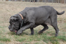 Neapolitan mastiff