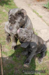 Neapolitan mastiff