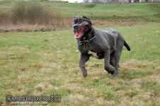 Neapolitan mastiff