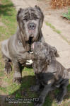 Neapolitan mastiff