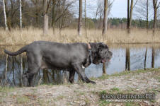 Neapolitan mastiff