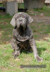 Neapolitan mastiff