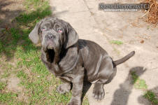 Neapolitan mastiff