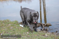 Neapolitan mastiff