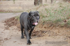Neapolitan mastiff