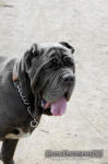 Neapolitan mastiff