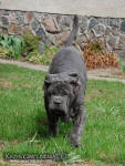 Neapolitan mastiff
