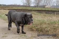 Neapolitan mastiff