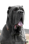 Neapolitan mastiff