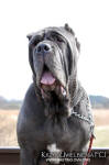 Neapolitan mastiff