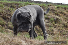 Neapolitan mastiff
