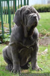Neapolitan mastiff