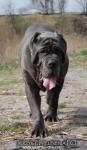 Neapolitan mastiff