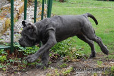 Neapolitan mastiff