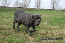 Neapolitan mastiff