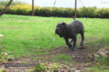 Neapolitan mastiff