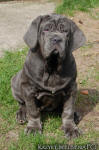 Neapolitan mastiff
