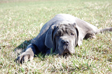 Mastino napoletano 