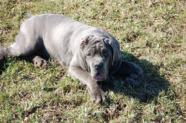 Mastino napoletano 