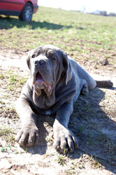 Mastino napoletano 