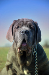 Mastino napoletano 