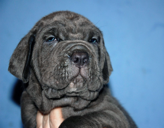 Mastino napoletano Puppies