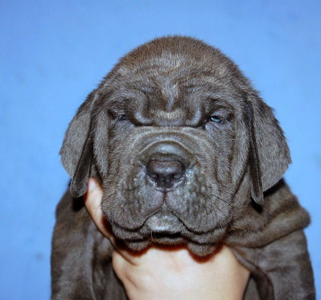 Mastino napoletano Puppies