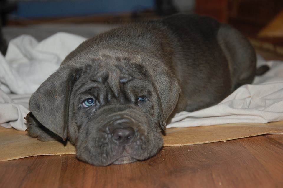Mastino napoletano Puppies