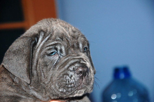 Mastino napoletano Puppies