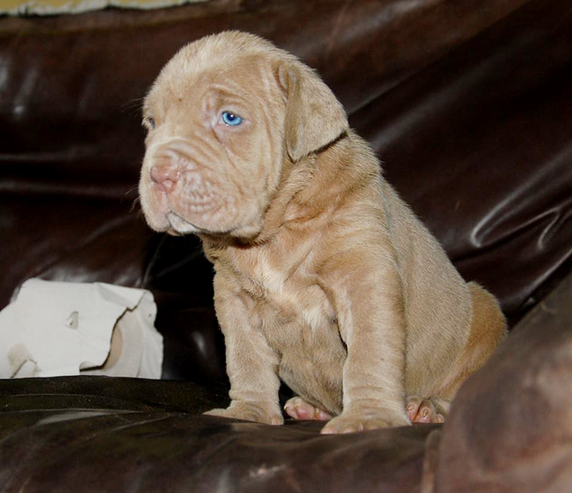 Mastino napoletano Puppies