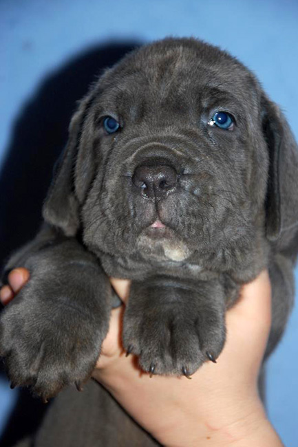 Mastino napoletano Puppies