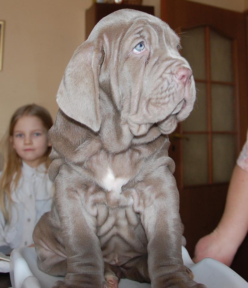 Mastino puppies