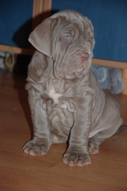 Mastino puppies