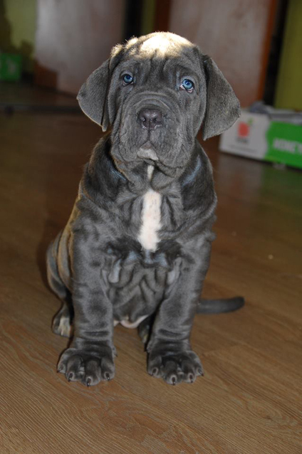 Mastino puppies