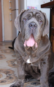 Mastino napoletano 