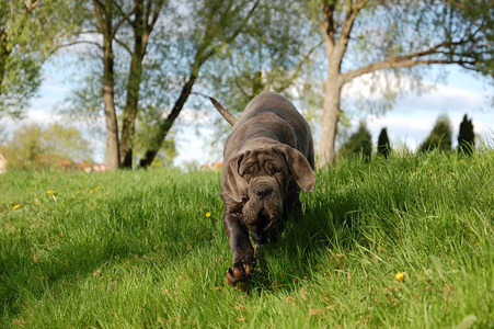 Mastino napoletano 