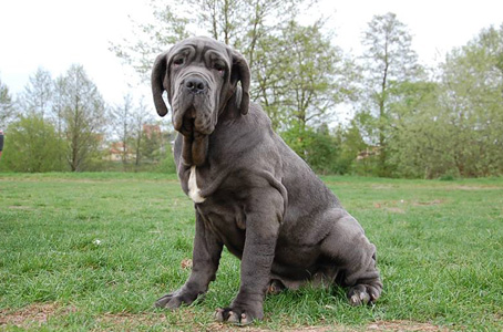 Mastino napoletano 