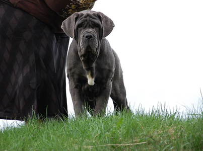 Mastino napoletano 