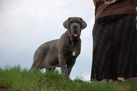 Mastino napoletano 