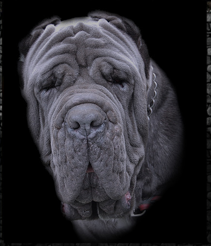 Mastino napoletano