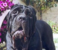 OUVACIOUN DE LA FONT DE NIMES