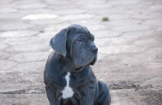 Mastino napoletano