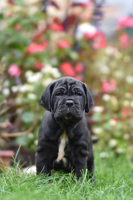 mastino