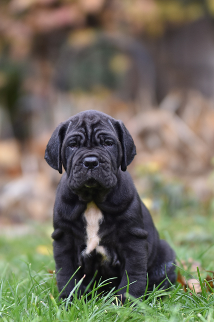 mastino