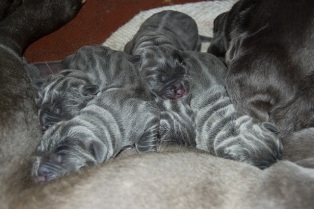 Mastif neapolitański - miot c - pierwsze godziny