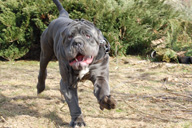 ULISSE dello Stradone Vesuviano