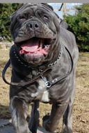 ULISSE dello Stradone Vesuviano