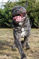 ULISSE dello Stradone Vesuviano