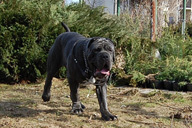 ULISSE dello Stradone Vesuviano