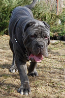 ULISSE dello Stradone Vesuviano